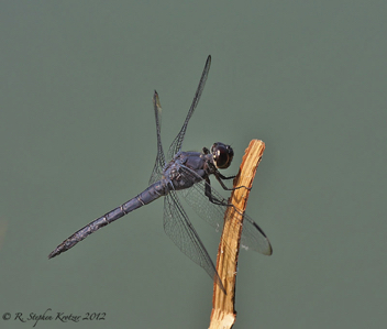 Libellula incesta, male